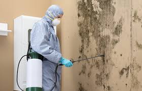 Best Mold Damage Restoration  in Fayetteville, NY